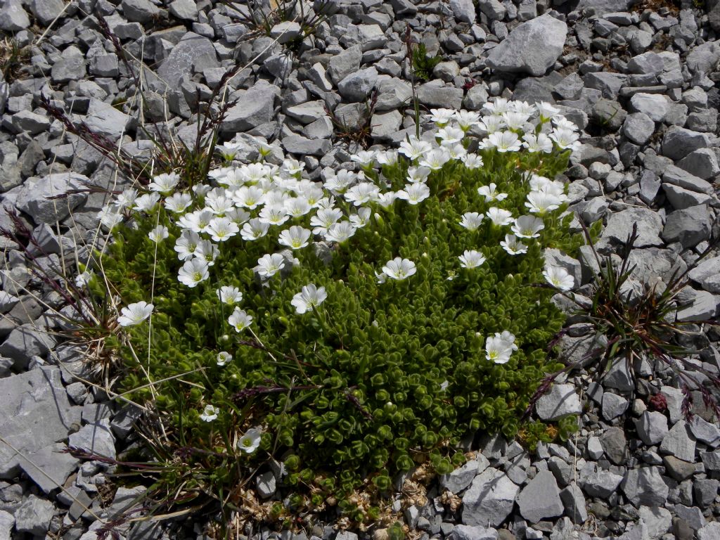 Quale Cerastium?  Cerastium uniflorum